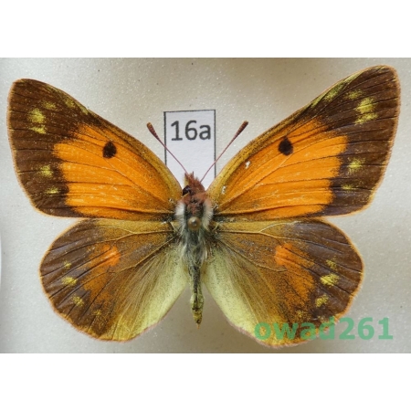 Colias thisoa Menetries, 1832 female Uzbekistan16a